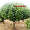 北方工程苗木 果树苗木  2.5米、3米高杆卫矛球苗木