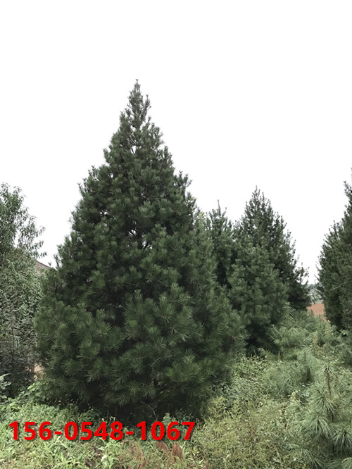 1812babd5b5026515aeadfb99a0f2134_副本